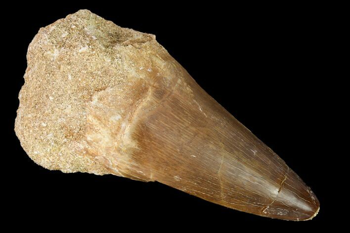 Large, Mosasaur (Prognathodon) Tooth #163701